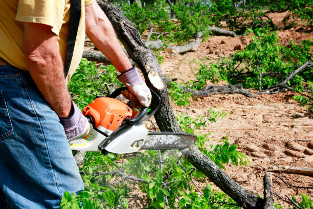 Best Tree Trimming Near Me  in Bishop, CA